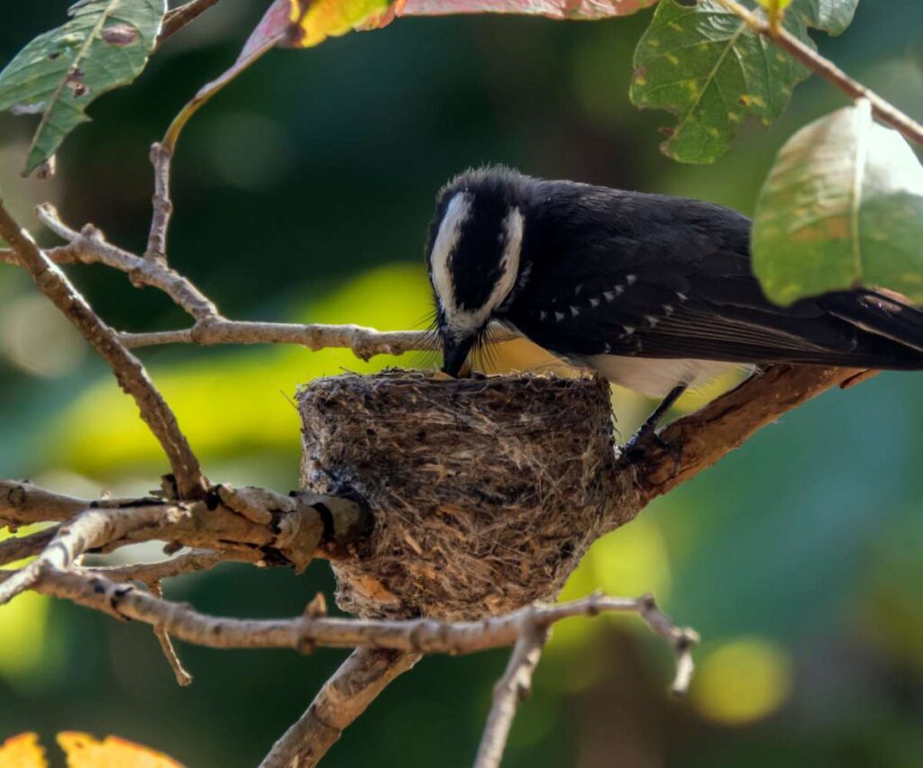 Udawalawe